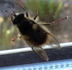 Whiskered Bumble Fly thumbnail 2