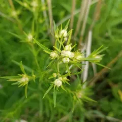 narrowleaf mountainmint thumbnail 1