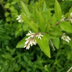 border privet thumbnail 2