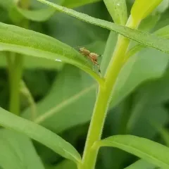 Thin-spined Jumping Spider thumbnail 2