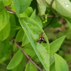 Spotted Thyris Moth thumbnail 2