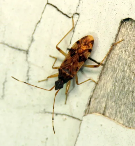 Ozophora picturata