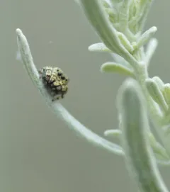 Sassacus papenhoei thumbnail 2