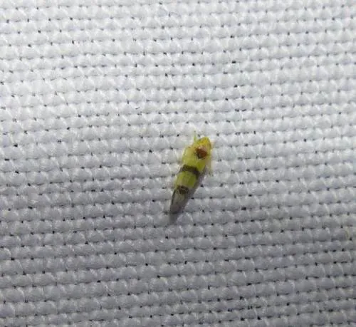 Empoa apicata