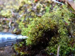 Lapland Amphidium Moss thumbnail 1