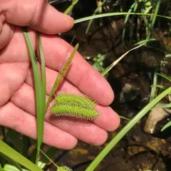bottlebrush sedge thumbnail 2