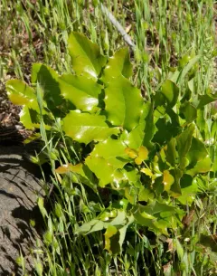 Piper's Oregon-grape thumbnail 4