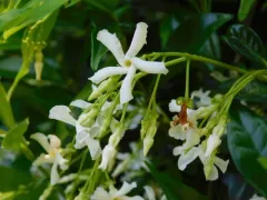 Star jasmine thumbnail 2