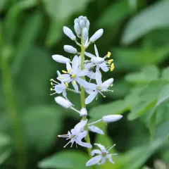 Atlantic camas thumbnail 2