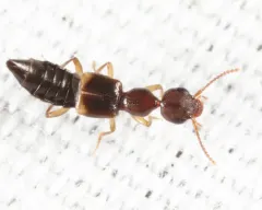 Rugilus angularis thumbnail 2