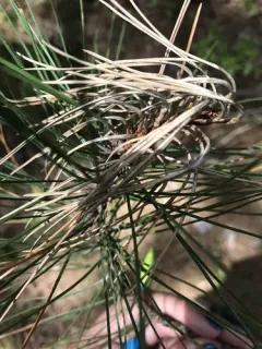Sirococcus conigenus thumbnail 1