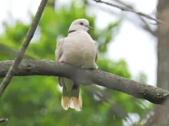 African Collared-Dove thumbnail 2