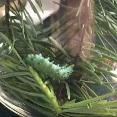 Ceanothus Silk Moth thumbnail 4