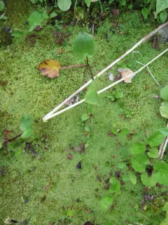 Alpine Jagged Notchwort thumbnail 4