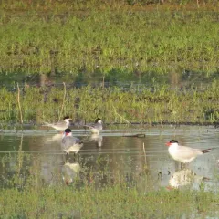 Forster's Tern thumbnail 4