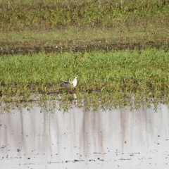 Little Gull thumbnail 2