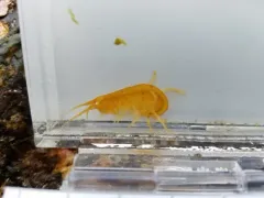Kelp-curler amphipod thumbnail 3