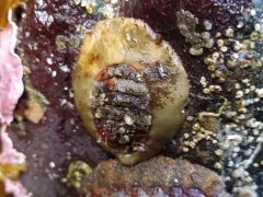 Red Veiled Chiton thumbnail 4