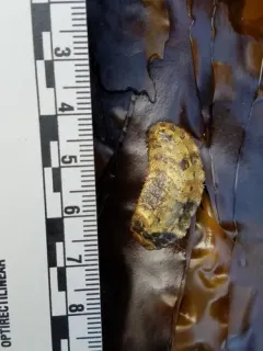Gaudichaudius iphionelloides thumbnail 4