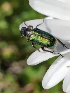 Green Rose Chafer thumbnail 3