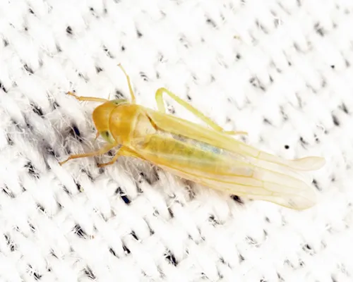 Forcipata loca