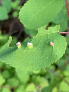 Blaesodiplosis canadensis thumbnail 4