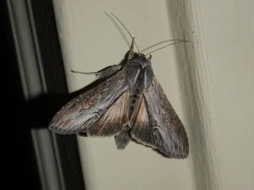 Cucullia postera