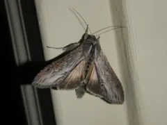 Cucullia postera thumbnail 1