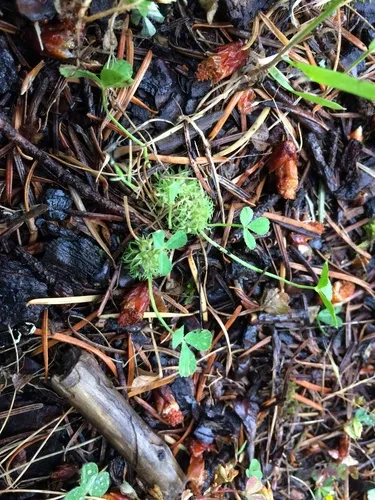 suffocated clover