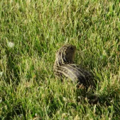 Thirteen-lined Ground Squirrel thumbnail 3
