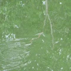 Plains Garter Snake thumbnail 3
