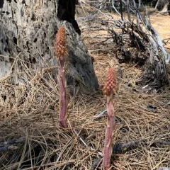 woodland pinedrops thumbnail 2