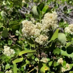 Snowbrush Ceanothus thumbnail 2