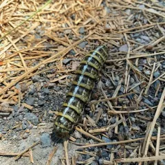 Pandora Pinemoth thumbnail 4