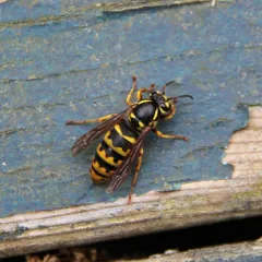 Downy Yellowjacket thumbnail 2