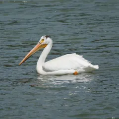 American White Pelican thumbnail 4