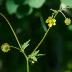 Yellow Avens thumbnail 2