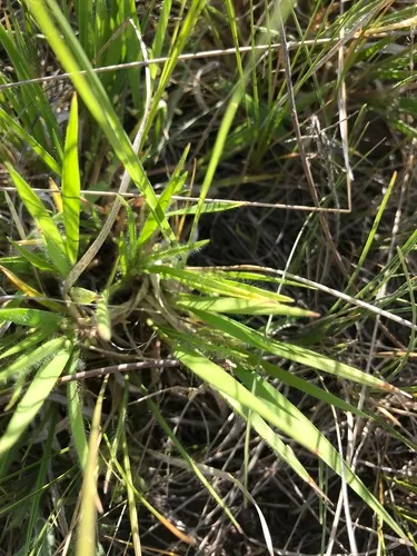 Wilcox's Panicgrass