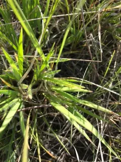 Wilcox's Panicgrass thumbnail 1