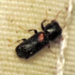 Red-shouldered Bostrichid thumbnail 3