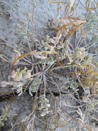 fivefinger chickensage