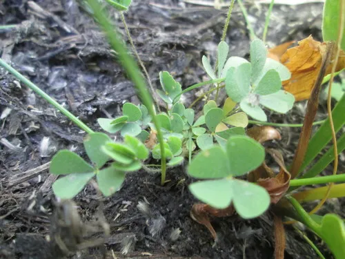 water clover