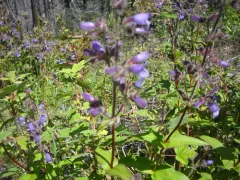 Rattan's Beardtongue thumbnail 3