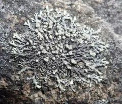 Mougeot's Rock-shield thumbnail 3
