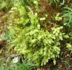 Bud-headed Groove-moss thumbnail 2