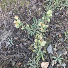 Silverleaf phacelia thumbnail 4