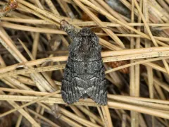 Giant Panthea Moth thumbnail 3