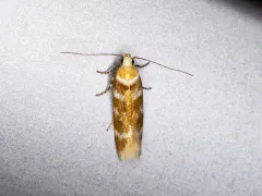 Chionodes retiniella thumbnail 4