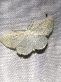 Four-lined Wave Moth thumbnail 4