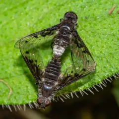 Anthrax albofasciatus thumbnail 2